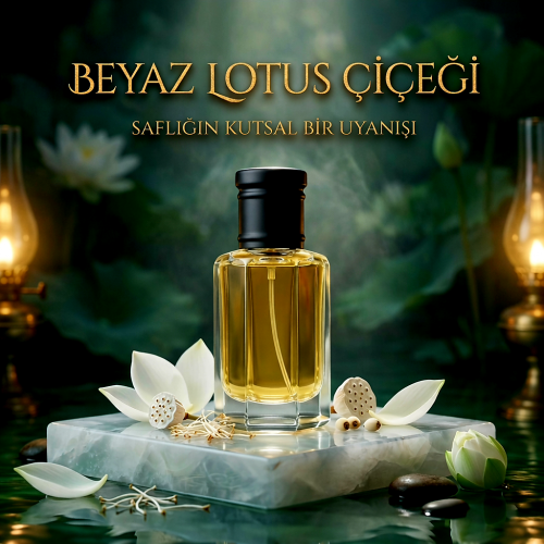 Beyaz Lotus Çiçeği (Yarı Natürel) 