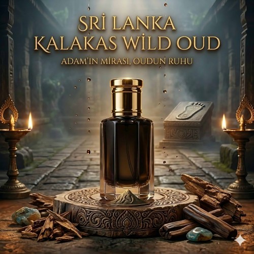 SRİ LANKA KALAKAS WİLD OUD
